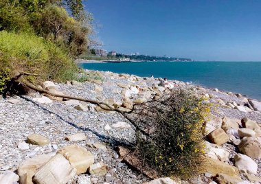 Sarı Spartium ormanı çakıl taşı sahilinde çiçek açıyor.