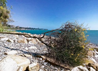 Sarı Spartium ormanı çakıl taşı sahilinde çiçek açıyor.