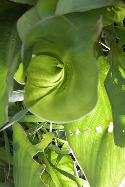 Grandes Hojas Verdes Canna Con Gotas — Foto de Stock