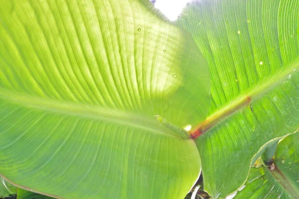 Geniş yeşil yapraklı damlalar