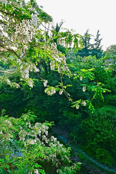 Corona Acacia Blanca Floreciente Sobre Río — Foto de Stock