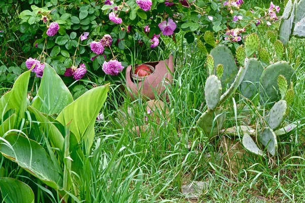 Rosier Rose Buisson Parmi Les Verts Jardin — Photo