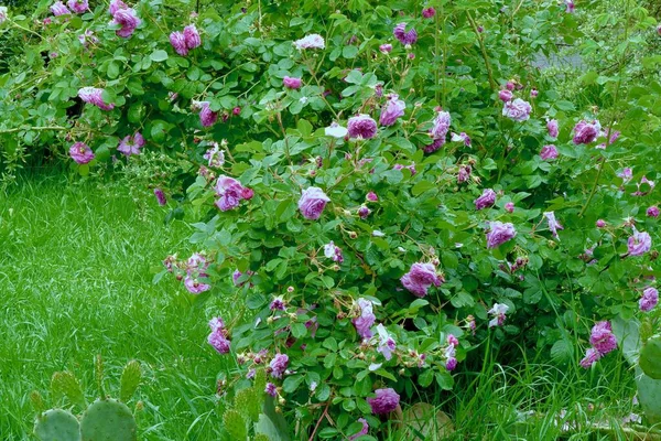 Arbusto Rosa Rosa Entre Verdes Jardim Imagens De Bancos De Imagens Sem Royalties