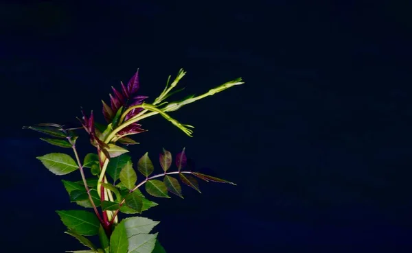 カラフルな葉を持つ枝水の上にPerploca Greca — ストック写真