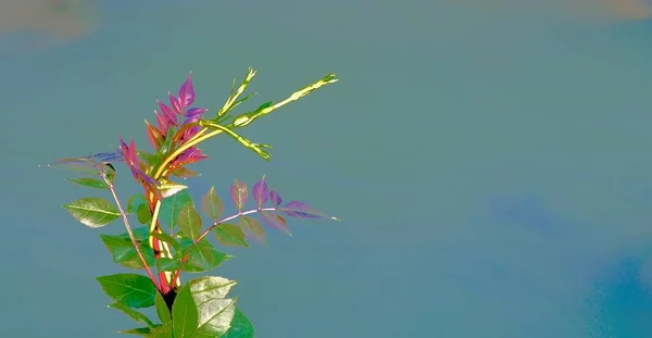 カラフルな葉を持つ枝水の上にPerploca Greca — ストック写真