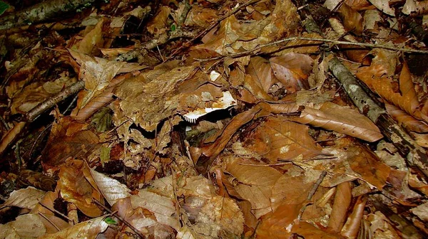 Funghi Russula Marrone Che Crescono Tra Erba Foglie Cadute Nella — Foto Stock