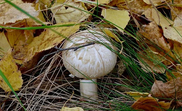 White Mushroom Champignon Growing Forest Soil Fallen Leaves — Stock Photo, Image