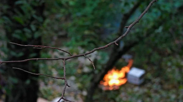 Feuer Wald Hinter Den Dicken Ästen Der Bäume — Stockfoto