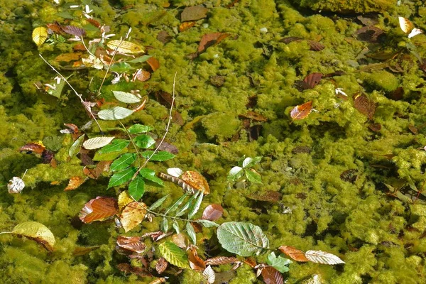 Folhas Caídas Superfície Água Clara Rio Com Algas Verdes Sapo — Fotografia de Stock