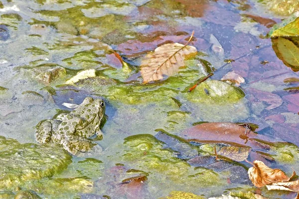 Sumpffrosch Nahaufnahme Einem Transparenten Flachen Fluss Mit Grünalgen Und Abgefallenen — Stockfoto