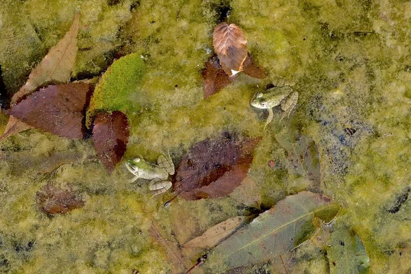 Marsh Frog Zbliżenie Przejrzystej Płytkiej Rzeki Zielonych Alg Spadających Liści — Zdjęcie stockowe