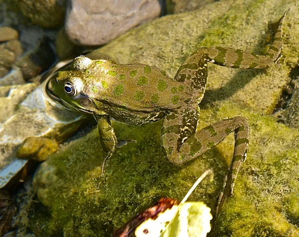 緑藻と落ち葉の透明な浅い川で沼のカエルのクローズアップ — ストック写真