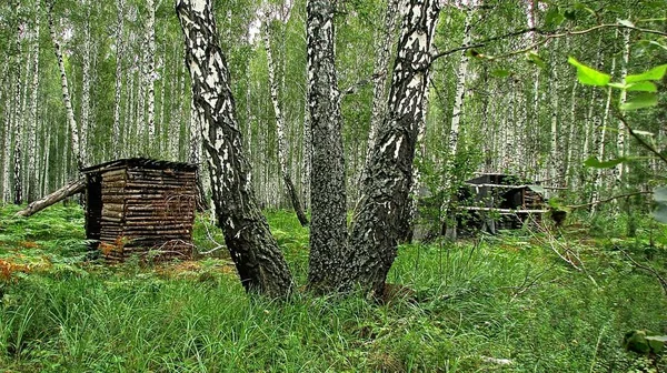 Eine Getarnte Befestigung Aus Natürlichen Materialien Einem Walddickicht Zwischen Bäumen — Stockfoto