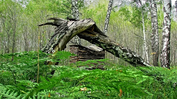 Una Fortificazione Mimetizzata Fatta Materiali Naturali Una Boscaglia Boschiva Tra — Foto Stock