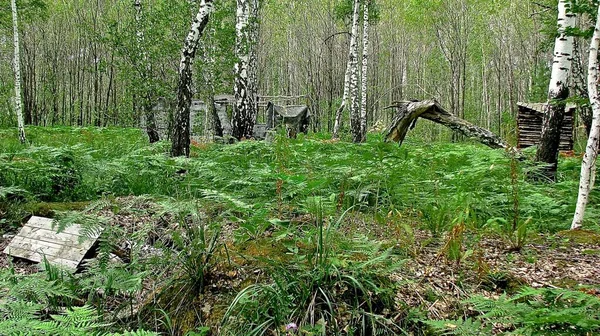 Ağaçların Çimenlerin Arasındaki Çalılıklarda Bulunan Doğal Maddelerden Yapılmış Kamufle Edilmiş — Stok fotoğraf