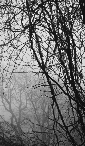 Brins Tordus Nus Foncés Sur Fond Brouillard Gris Dense Avec — Photo