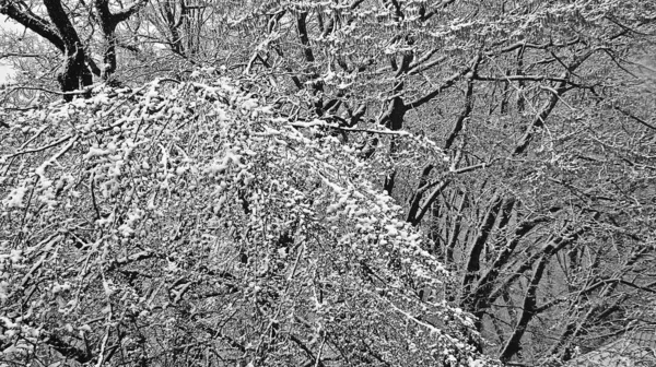 Κορώνες Δέντρων Σκούρους Κορμούς Και Κλαδιά Καλυμμένοι Χιόνι Κοντινό Πλάνο — Φωτογραφία Αρχείου