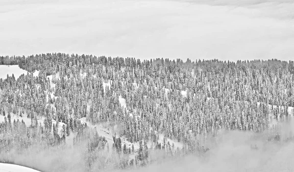 Top View Snow Covered Coniferous Forest Top Mountain Clouds Gray — Stock Photo, Image