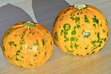 Yeşil benekli, benzer sarı balkabaklarına yakın mesafeden dokunan iki taze balkabağı.