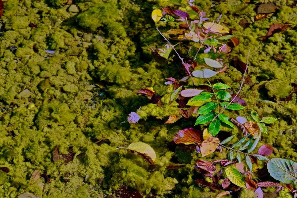 Green Algae Similar Moss Visible Clear Water Shallow River Fallen — Stock Photo, Image