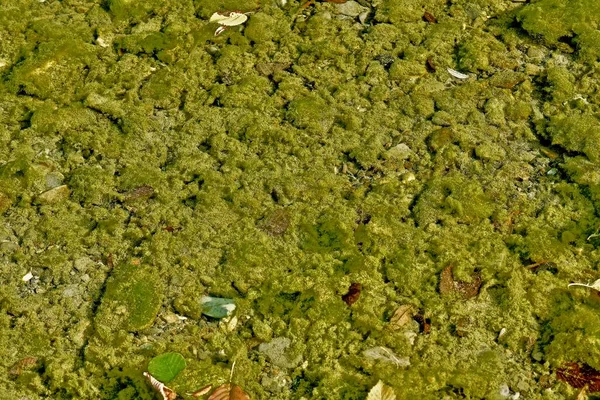 Gröna Alger Liknande Mossa Synliga Genom Det Klara Vattnet Grund — Stockfoto