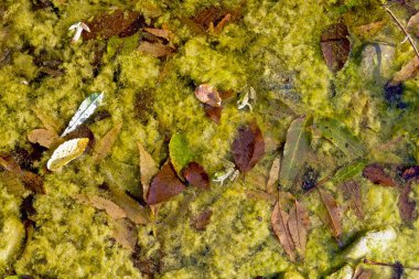 İçinde kurbağalar, yeşil yosunlar ve temiz suda düşen yapraklar olan bir gölet.