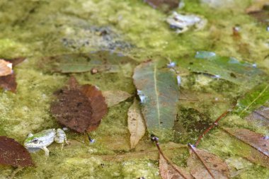 İçinde kurbağalar, yeşil yosunlar ve temiz suda düşen yapraklar olan bir gölet.
