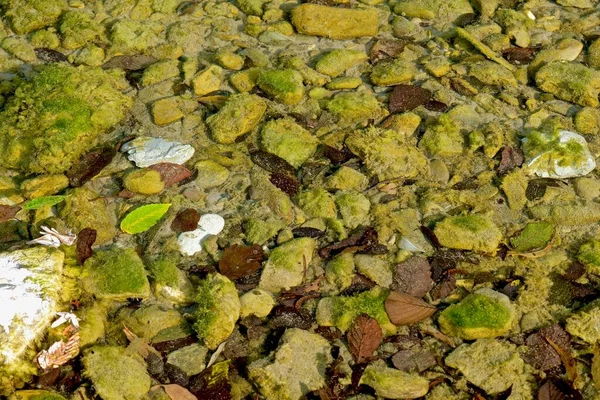 Yeşil Algler Yosunlara Benzer Yüzeyinde Yaprakları Dökülmüş Sığ Bir Nehrin — Stok fotoğraf