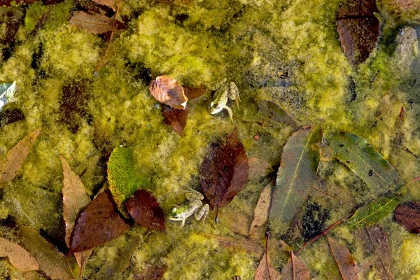 Estanque Con Ranas Pantano Cerca Algas Verdes Hojas Caídas Agua — Foto de Stock