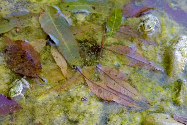 Çinde Kurbağalar Yeşil Yosunlar Temiz Suda Düşen Yapraklar Olan Bir — Stok fotoğraf