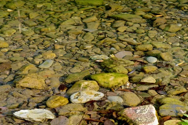 Damm Med Kärr Grodor Närbild Gröna Alger Och Fallna Blad — Stockfoto