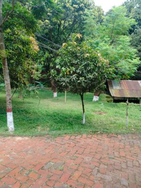 Natural background Hd, Beautiful nature background