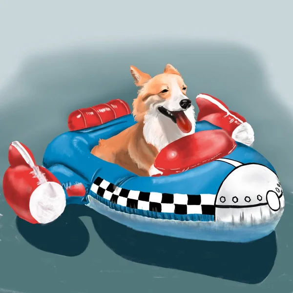 Corgi Dog Swims Quickly Rubber Inflatable Boat Looks Racing Sports — Stock Photo, Image