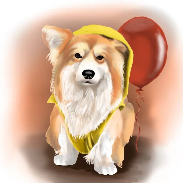 Cão Corgi Uma Capa Chuva Amarela Com Uma Bola Vermelha — Fotografia de Stock