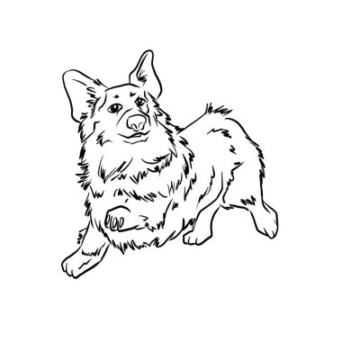 Beyaz arka planda komik kabarık Corgi 