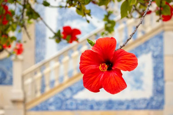 Ebegümeci çiçeği azulejo merdiven Portekiz ile