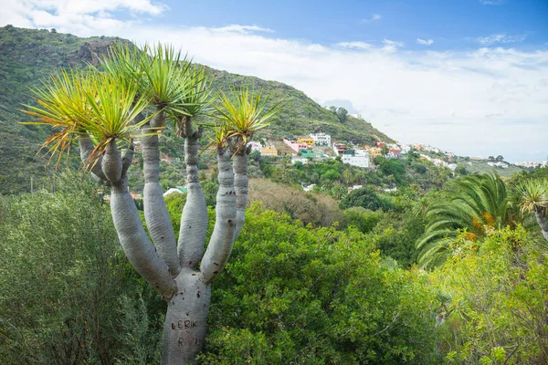 Ejder ağacı adları, Jardin Canario, Gran Canaria