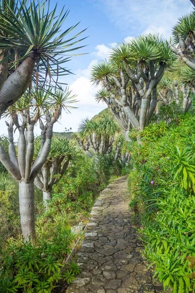 Jardin Canario, dragon tree alley, Gran Canaria