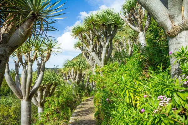 Dragon tree alley, Jardin Canario, Gran Canaria