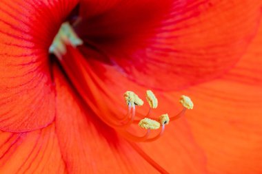 Amaryllis çiçeği yakın çekim