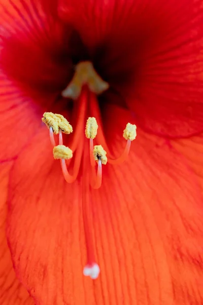 Sarı stamen ile kırmızı amaryllis
