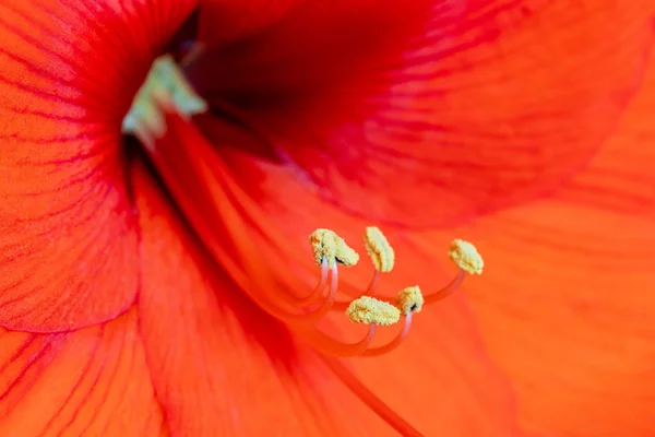 Amaryllis çiçeği yakın çekim