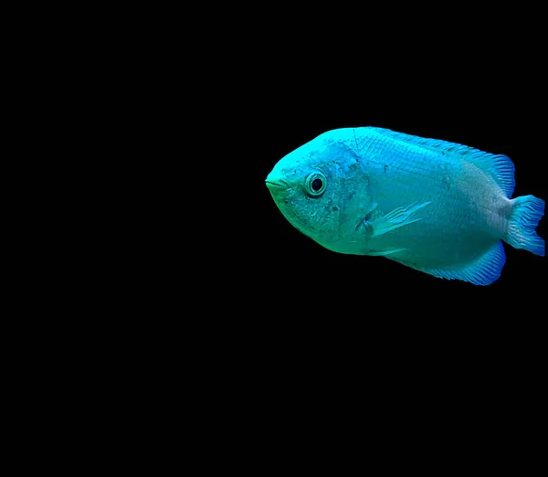 Líbání Gourami Helostoma Temminckii Také Známý Jako Líbání Ryby Izolované — Stock fotografie