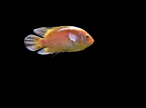 Astronotus Ocellatus Balığı Olarak Bilinir Kara Arka Planda Izole Edilmiş — Stok fotoğraf