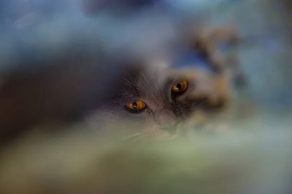 Sarı gözlü gri kedi