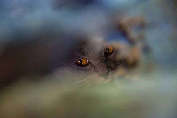 Sarı gözlü gri kedi