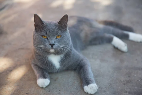Sarı gözlü gri kedi