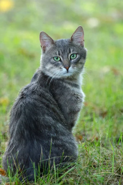 Gri kedi çimenlerin üzerinde oturacak