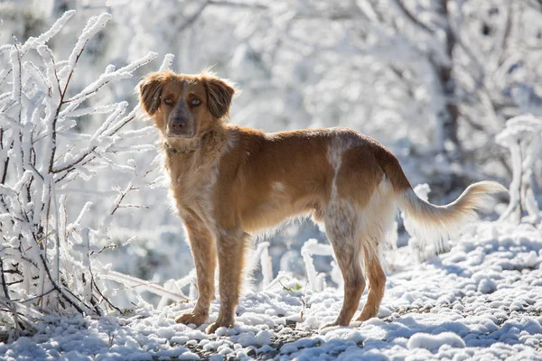 Kış ormanında vahşi köpek