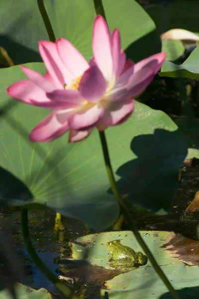 Su Lotus arasında yeşil kurbağa